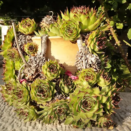 Debeli Lad דירה *