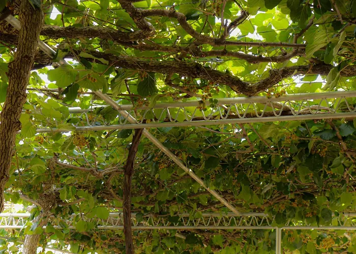 Debeli Lad تريبينيي